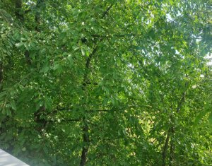 Appartement 3 chambres à louer dans Cluj-napoca, zone Buna Ziua
