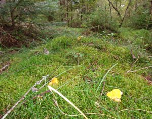 1.6 ha de padure cu poienita, parau la limita curtii, cabana pentru trei familii