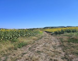 , 2900m2 in Macicasu