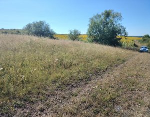 Investitie in natura – 2.900 mp la 16 euro/mp in Macicasu/Chinteni
