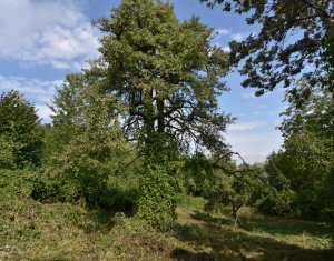 Casa demolabila in sat Gheorghieni (com Feleacu) teren 1547mp intravilan